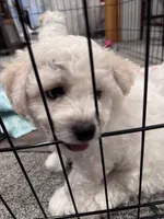 Baby boy 1 , a male Bichon Frise for sale in Warren, MA – 6 of 8