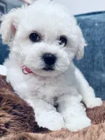 Baby boy 2 , a male Bichon Frise for sale in Warren, MA – 9 of 10