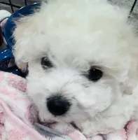 Baby boy 3, a male Bichon Frise for sale in Warren, MA – 8 of 10