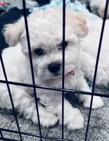 Baby boy 2 , a male Bichon Frise for sale in Warren, MA – 6 of 10