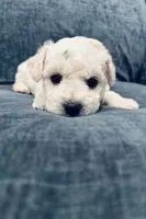 Male 4, a male Bichon Frise for sale in Warren, MA – 2 of 2