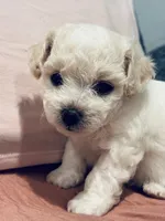Female , a female Bichon Frise for sale in Warren, MA – 5 of 5