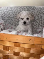 Female , a female Bichon Frise for sale in Warren, MA – 2 of 5