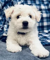 Baby boy 1 , a male Bichon Frise for sale in Warren, MA – 7 of 8