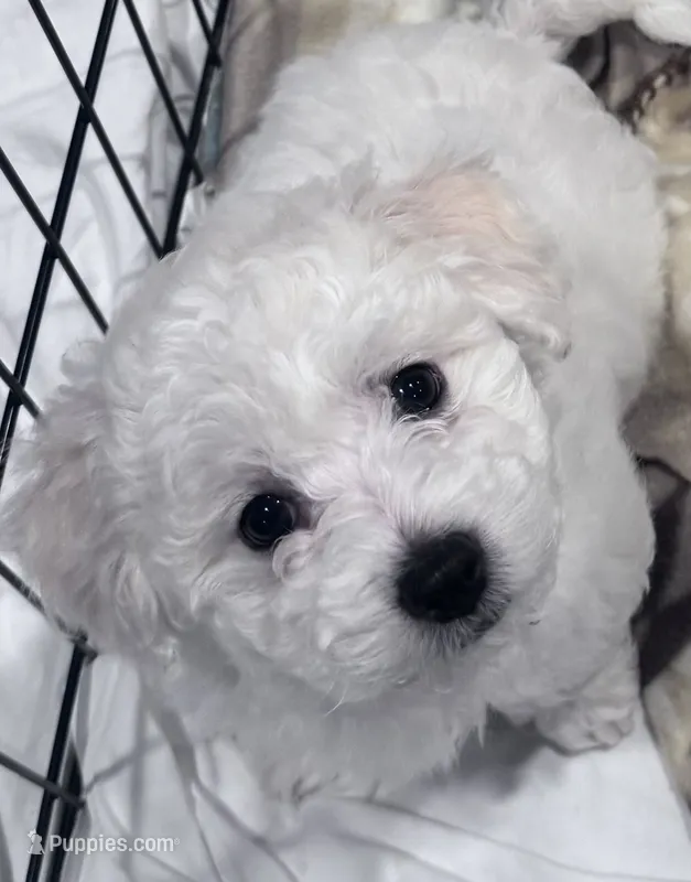 Male 3 – Bichon Frise puppy for sale in Warren, MA