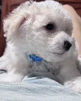 Baby boy 3, a male Bichon Frise for sale in Warren, MA – 7 of 10
