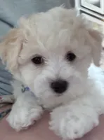 Male blue collar, a male Bichon Frise for sale in Warren, MA – 4 of 5