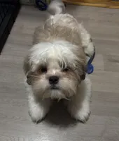 Larry, a male Shihpoo for sale in Queens, NY – 5 of 10