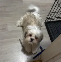 Larry, a male Shihpoo for sale in Queens, NY – 8 of 10