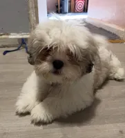 Larry, a male Shihpoo for sale in Queens, NY – 9 of 10