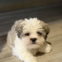 Larry, a male Shihpoo for sale in Queens, NY – Photo 6 of 10