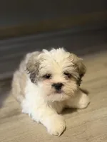 Larry, a male Shihpoo for sale in Queens, NY – Photo 6 of 10