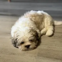 Larry, a male Shihpoo for sale in Queens, NY – Photo 8 of 10