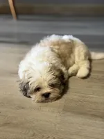 Larry, a male Shihpoo for sale in Queens, NY – Photo 8 of 10