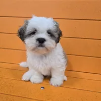 Larry, a male Shihpoo for sale in Queens, NY – Photo 1 of 10