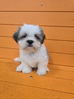 Larry, a male Shihpoo for sale in Queens, NY – Photo 1 of 10