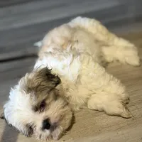 Larry, a male Shihpoo for sale in Queens, NY – Photo 10 of 10