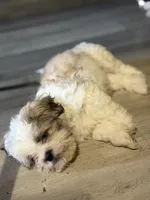 Larry, a male Shihpoo for sale in Queens, NY – Photo 10 of 10