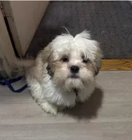 Larry, a male Shihpoo for sale in Queens, NY – 6 of 10