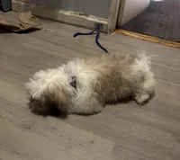 Larry, a male Shihpoo for sale in Queens, NY – 7 of 10