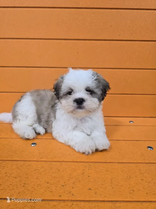 Larry – Shihpoo puppy for sale in Queens, NY