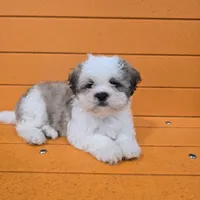 Larry, a male Shihpoo for sale in Queens, NY – Photo 2 of 10