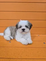 Larry, a male Shihpoo for sale in Queens, NY – Photo 2 of 10