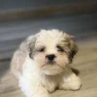 Larry, a male Shihpoo for sale in Queens, NY – Photo 7 of 10