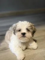 Larry, a male Shihpoo for sale in Queens, NY – Photo 7 of 10
