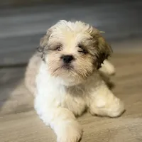Larry, a male Shihpoo for sale in Queens, NY – Photo 9 of 10