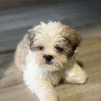 Larry, a male Shihpoo for sale in Queens, NY – Photo 5 of 10