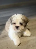 Larry, a male Shihpoo for sale in Queens, NY – Photo 5 of 10