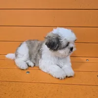 Larry, a male Shihpoo for sale in Queens, NY – Photo 3 of 10