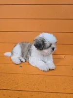 Larry, a male Shihpoo for sale in Queens, NY – Photo 3 of 10