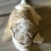 Larry, a male Shihpoo for sale in Queens, NY – Photo 4 of 10