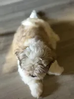 Larry, a male Shihpoo for sale in Queens, NY – Photo 4 of 10