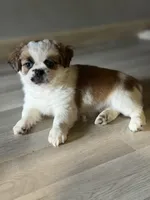 Kaylie , a female Shihpoo for sale in Queens, NY – Photo 5 of 7