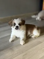 Kaylie , a female Shihpoo for sale in Queens, NY – Photo 3 of 7