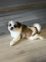 Kaylie , a female Shihpoo for sale in Queens, NY – Photo 6 of 7