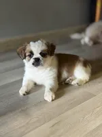 Kaylie , a female Shihpoo for sale in Queens, NY – Photo 4 of 7