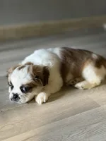 Kaylie , a female Shihpoo for sale in Queens, NY – Photo 2 of 7