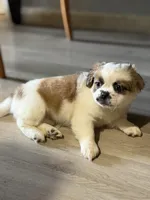 Kaylie , a female Shihpoo for sale in Queens, NY – Photo 1 of 7