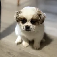 Haylie , a female Shihpoo for sale in Queens, NY – Photo 1 of 7