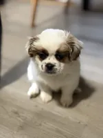 Haylie , a female Shihpoo for sale in Queens, NY – Photo 1 of 7