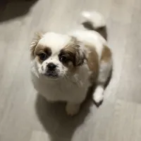 Haylie , a female Shihpoo for sale in Queens, NY – Photo 2 of 7