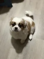 Haylie , a female Shihpoo for sale in Queens, NY – Photo 2 of 7