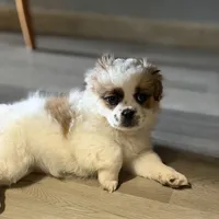 Haylie , a female Shihpoo for sale in Queens, NY – Photo 7 of 7