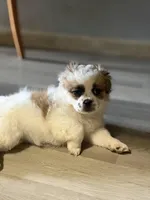 Haylie , a female Shihpoo for sale in Queens, NY – Photo 7 of 7