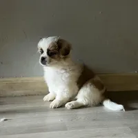 Haylie , a female Shihpoo for sale in Queens, NY – Photo 6 of 7