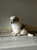 Haylie , a female Shihpoo for sale in Queens, NY – Photo 6 of 7